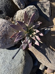 Dudleya gatesii