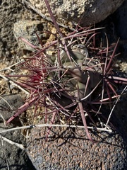 Ferocactus gracilis coloratus
