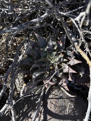 Dudleya gatesii