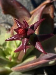 Dudleya gatesii