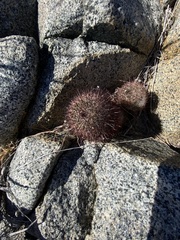 Mammillaria blossfeldiana