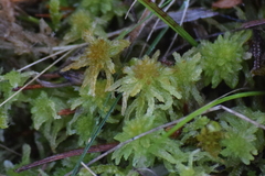 Sphagnum tenellum