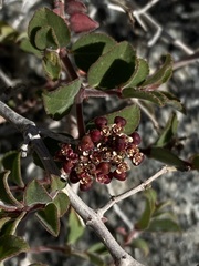 Euphorbia tomentulosa