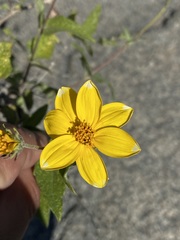 Bahiopsis triangularis