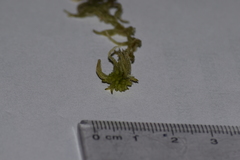 Sphagnum tenellum