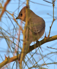 Hypocolius ampelinus