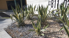 Agave
