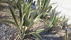Agave
