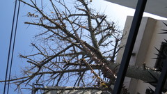Ceiba speciosa