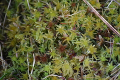 Sphagnum tenellum