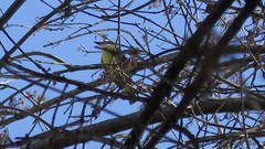 Pitangus sulphuratus