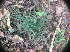 Allium schoenoprasum