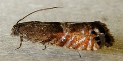 Sereda tautana