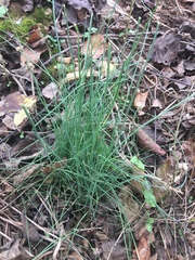 Allium schoenoprasum