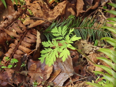 Dicentra formosa formosa