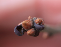 Neuroterus vesicula