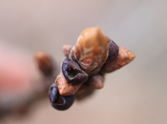 Neuroterus vesicula