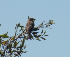 Emberiza calandra