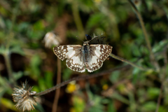 Heliopetes domicella