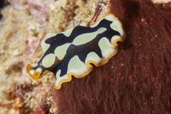 Pseudoceros scriptus
