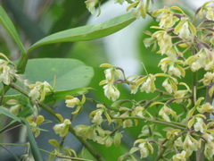 Epidendrum calothyrsus