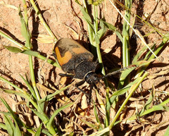 Calocomus desmarestii