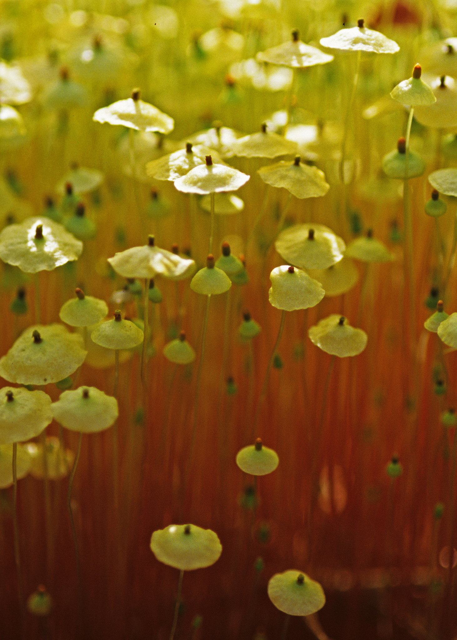 Splachnaceae