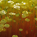 Yellow Moosedung Moss - Photo (c) johnmeikle, some rights reserved (CC BY-NC), uploaded by johnmeikle