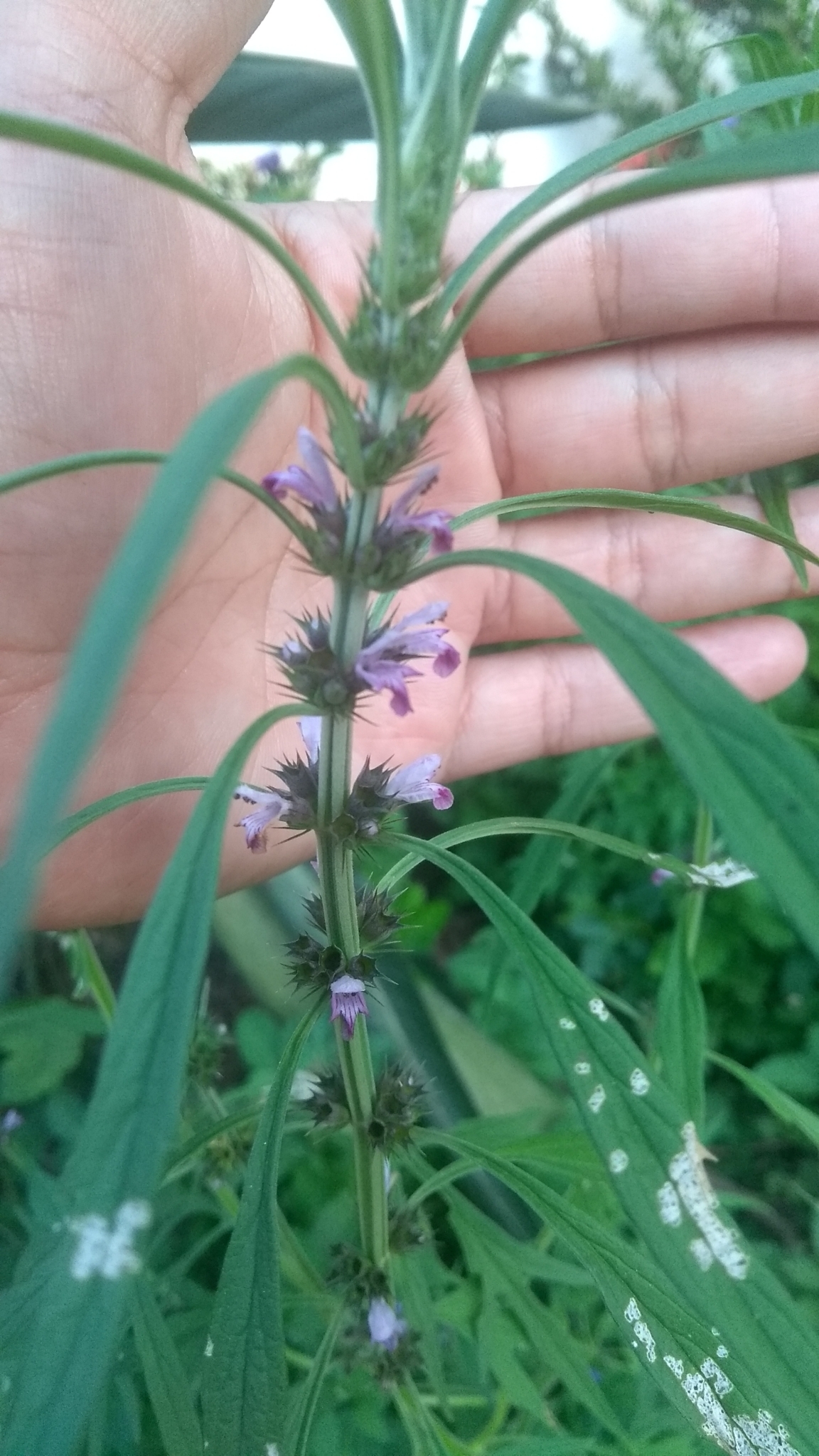 Leonurus japonicus