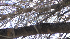 Melanerpes aurifrons