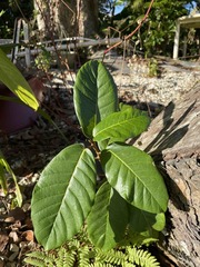 Ficus trigonata
