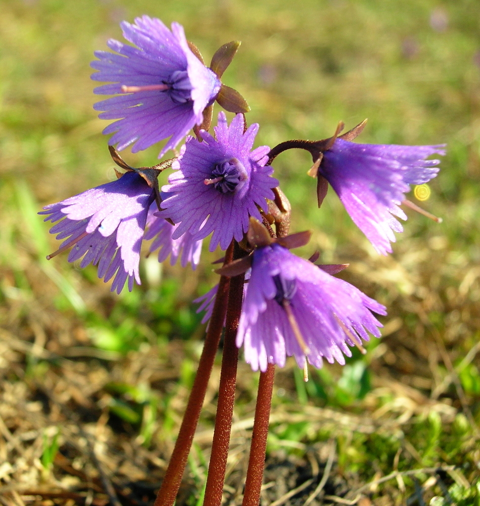 Alpine Snowbell