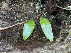 Microgramma lycopodioides