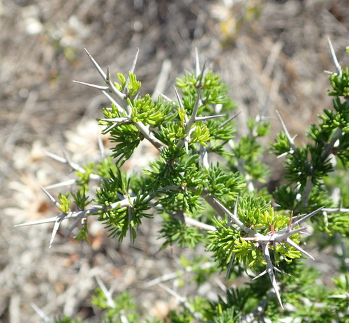 Image of Asparagus mariae by (c) Nicola van Berkel, some rights reserved (CC BY-SA)