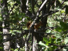 Sciurus anomalus
