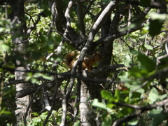 Sciurus anomalus