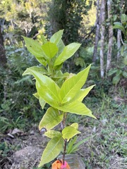 Styrax portoricensis