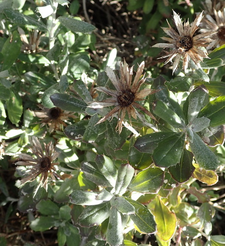 Image of Berkheya coriacea by (c) Nicola van Berkel, some rights reserved (CC BY-SA)