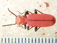 Cucujus cinnaberinus