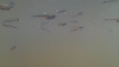 Pseudoxiphophorus bimaculatus