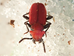 Cucujus cinnaberinus