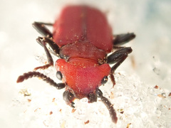 Cucujus cinnaberinus