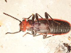 Cucujus cinnaberinus