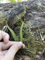 Microgramma lycopodioides