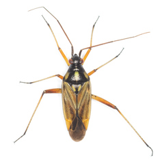 Calocoris roseomaculatus angularis
