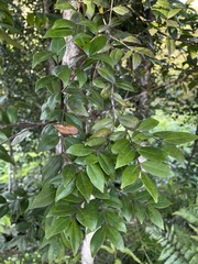 Myrcia citrifolia