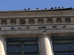 Columba livia domestica