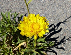 Grindelia chiloensis