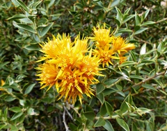 Chuquiraga avellanedae