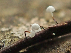 Antinoa juniperinella